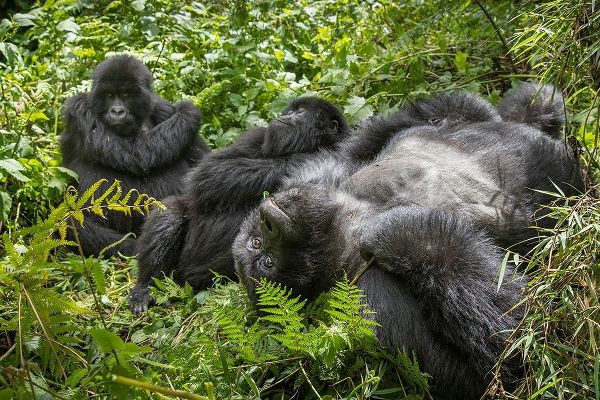 Africa-Rwanda-Volcanoes National Park-Mountain Gorillas resting in rainforest